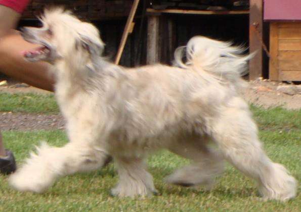 Varda Light Of Shin-Ra