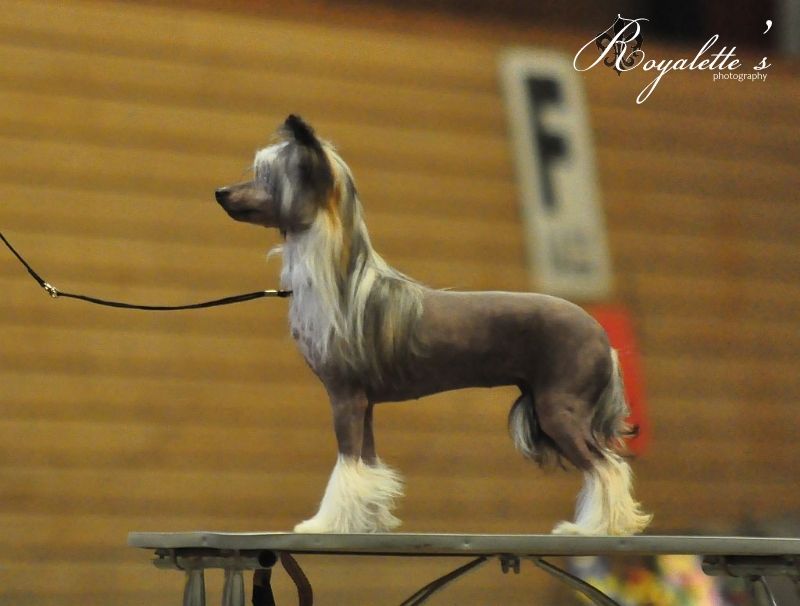 Ridgecrest's Princess Sugar Rush