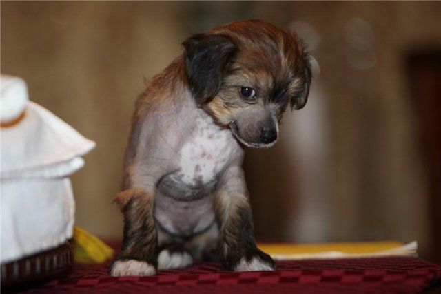 Red Hot Line D'Amour Glamour