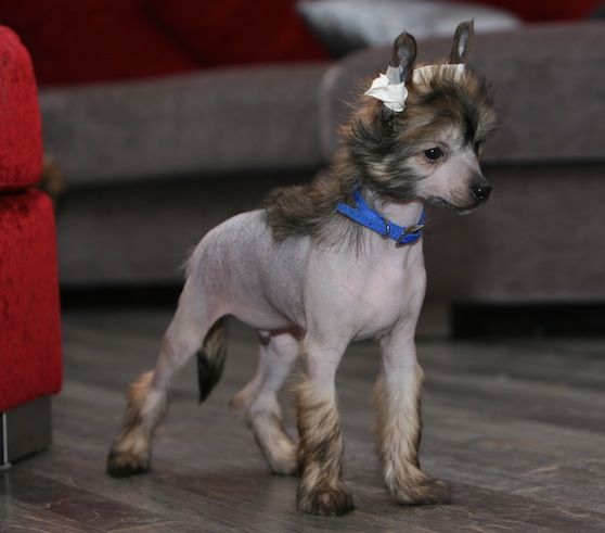 Red Hot Line D'Artagnan