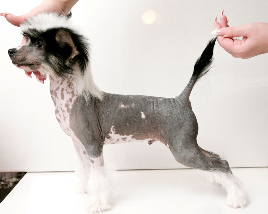 Oks Company Infant Sorrow