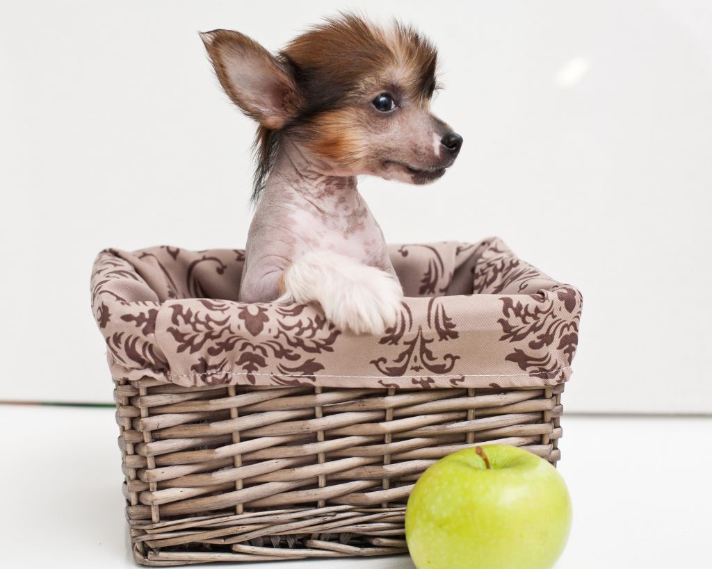 Oks Company Cristiano Ronaldo