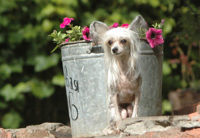 Vanity Yoshi Aleksa's House