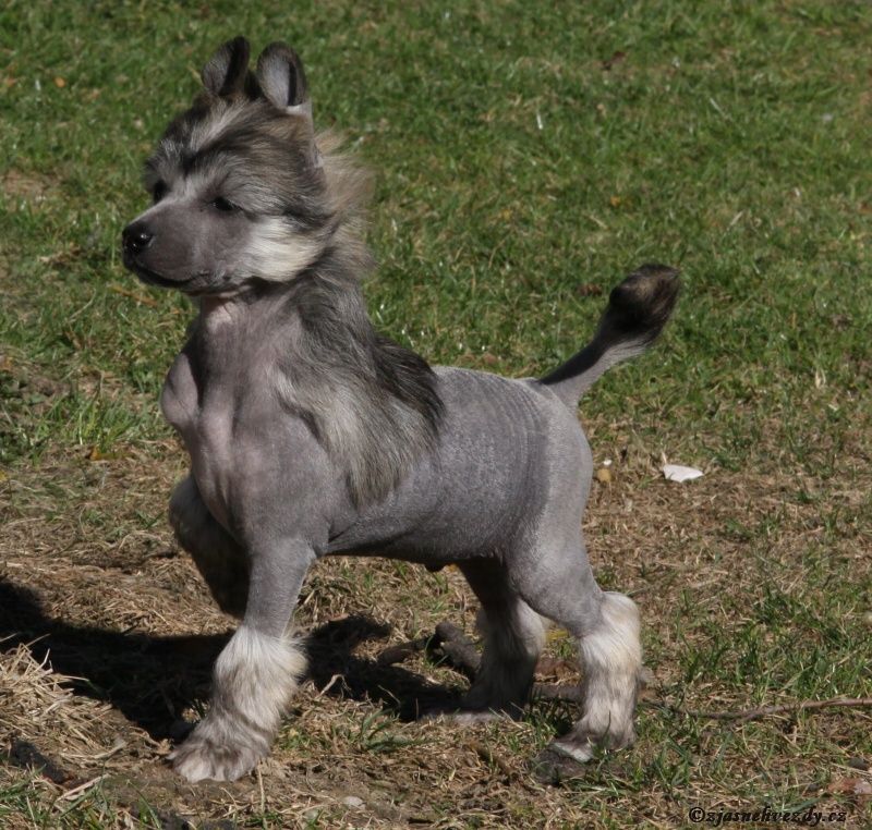 Adonis /Agent/ z Jasne hvezdy 