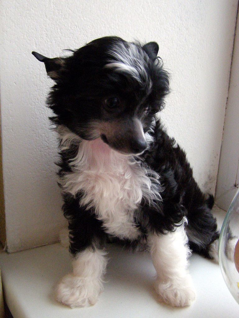 Bluebird Sapphire Kanis 