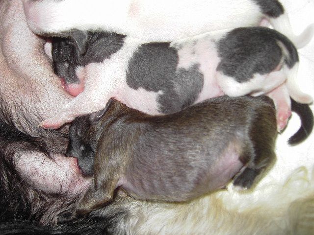 Fu - Lu - Shou Abigail Pastoral