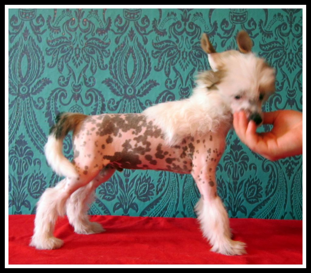 Fu - Lu - Shou Ambrozy Pastoral