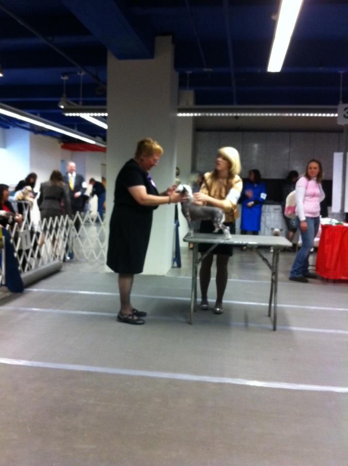 Gingery's Destined for Stardom