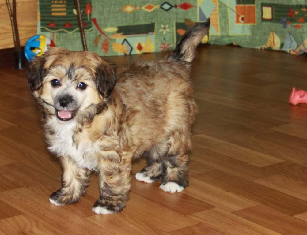 Zheneva-Debjut Yzhan