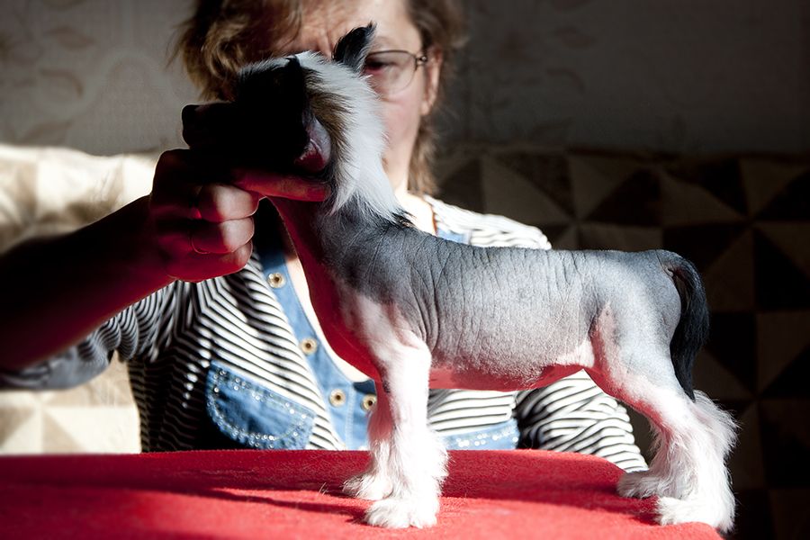 Rovanni Djekattolo Beautiful Rose