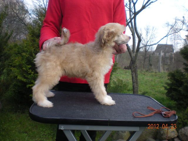 Florentine Cameo Imperija