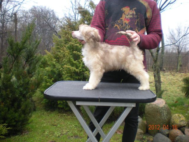 Faradeus King Imperija