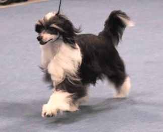 Mooncrystal's Bachelor Of Hearts