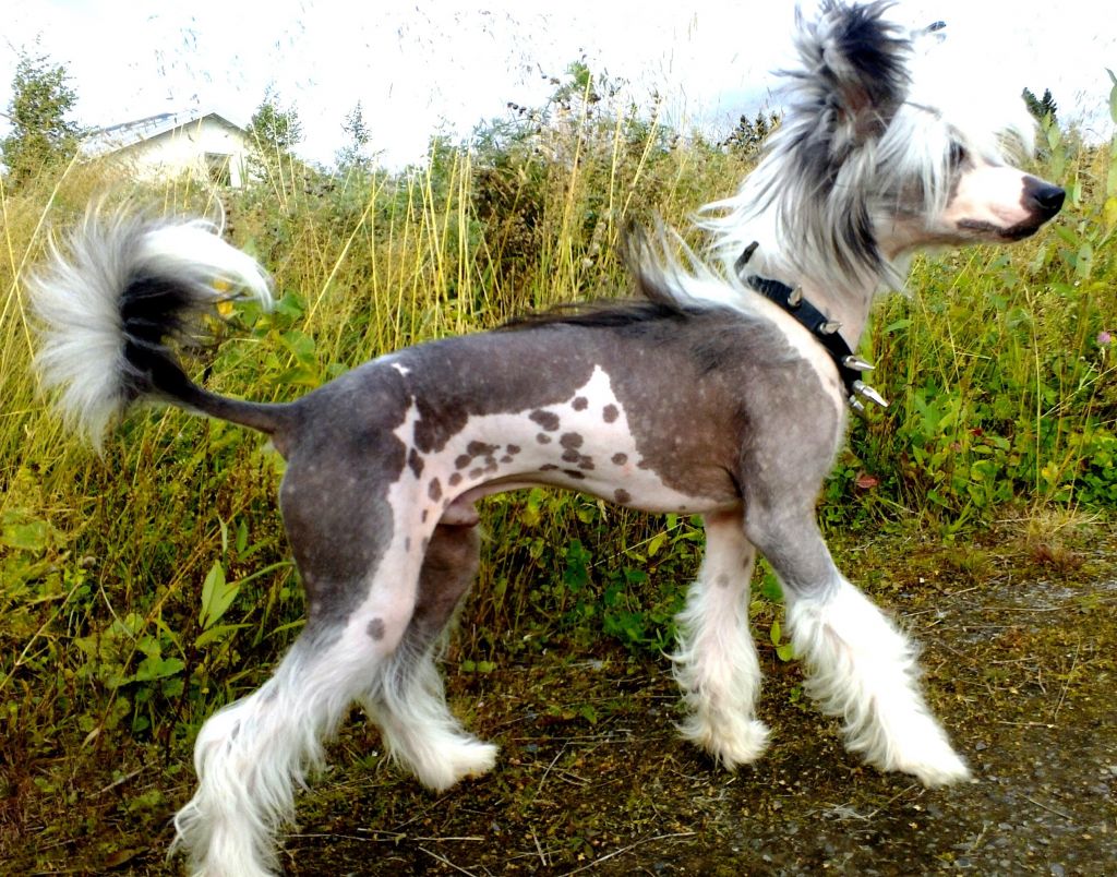 Mooncrystal's Be My Valentine