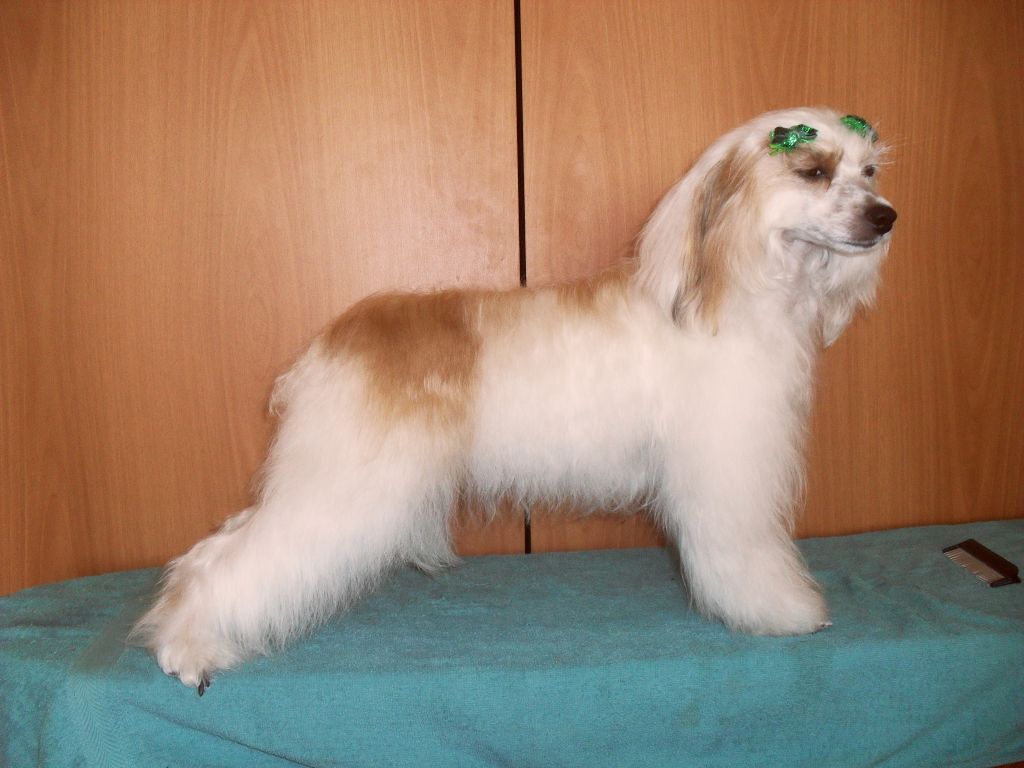 Nartsissa Bronzovaya Koketka