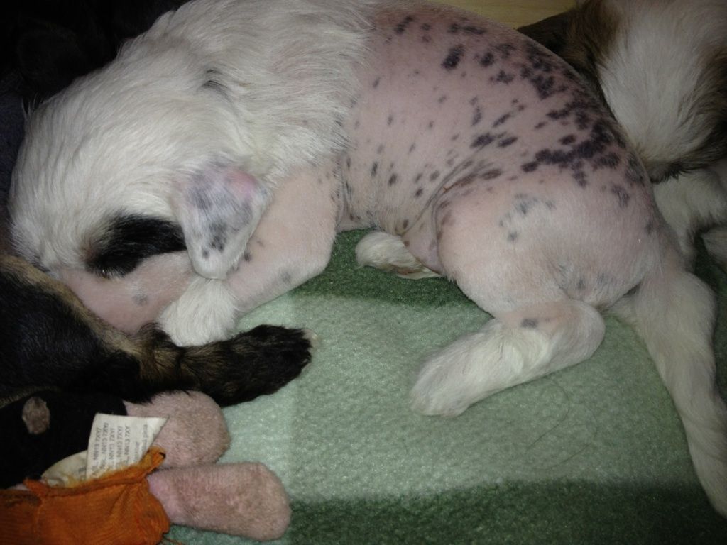 Candy Queen's Nightclub Dancer