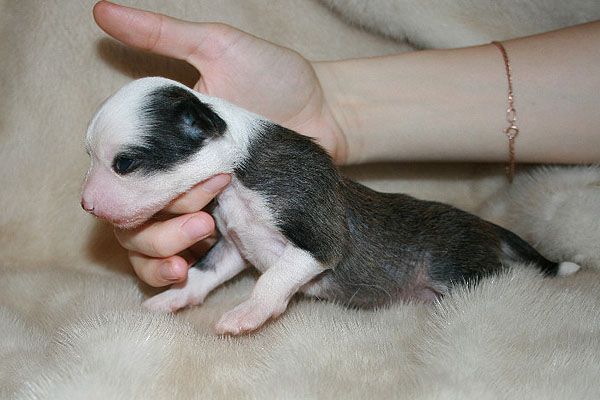 Status Imperial Chappie