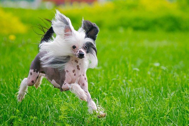 Status Imperial Chinese Lady