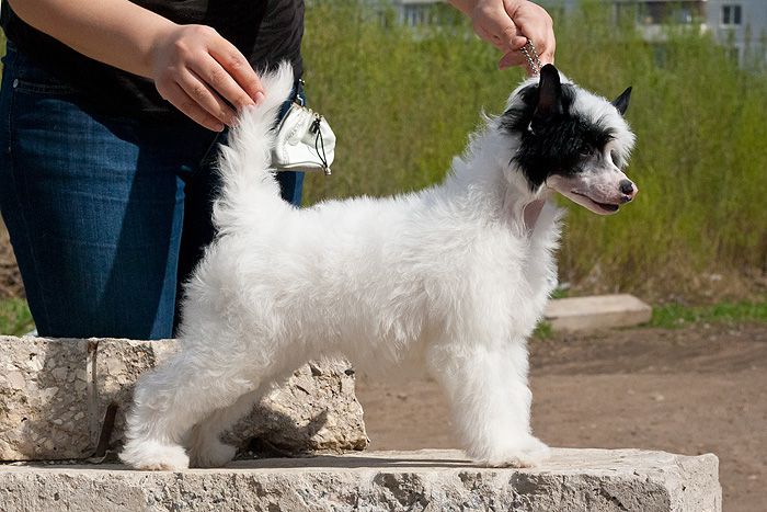 Status Imperial Sherlock