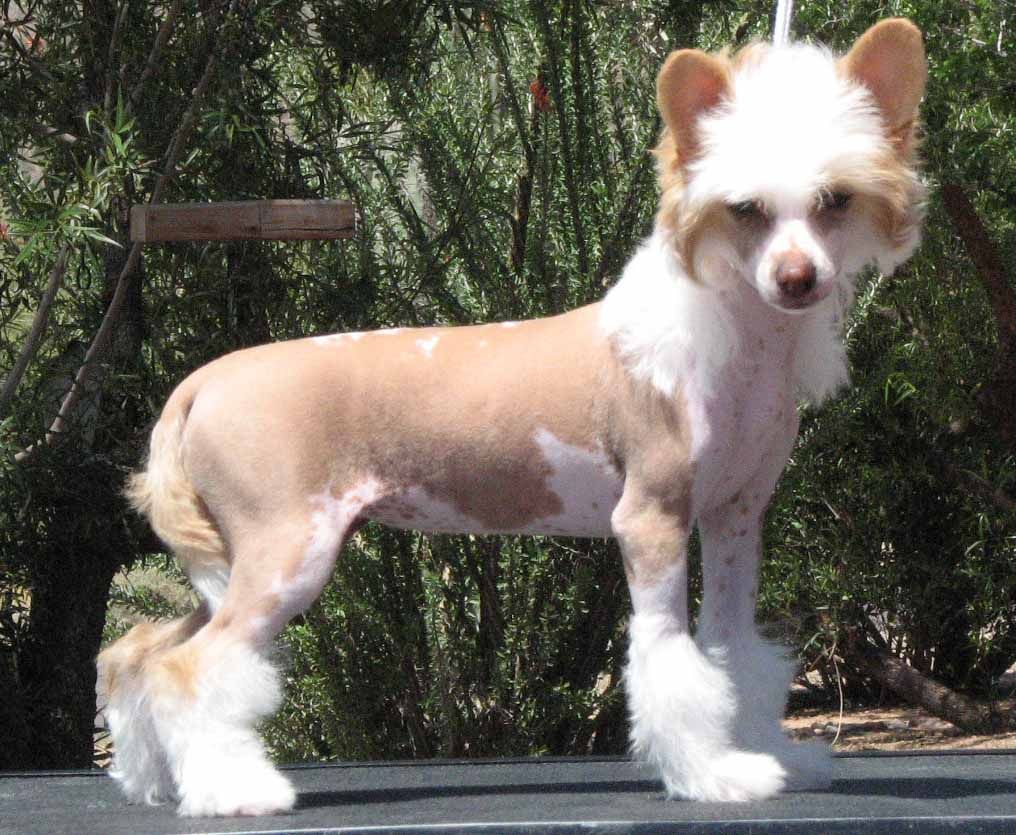 Crest-Vue Are You Gonna Kiss Me Or Not