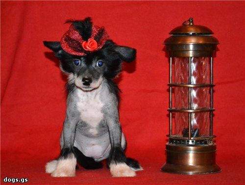 Rus Foreva Dolce Vita Efa