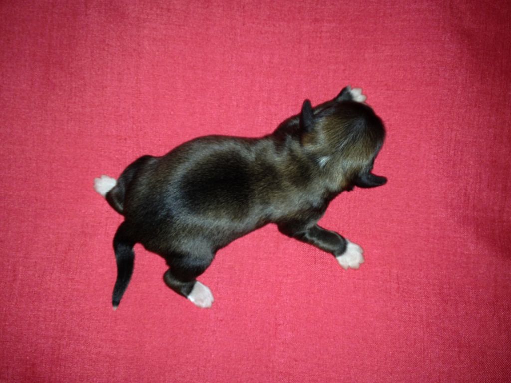 puff male Chinese Crested Mexico