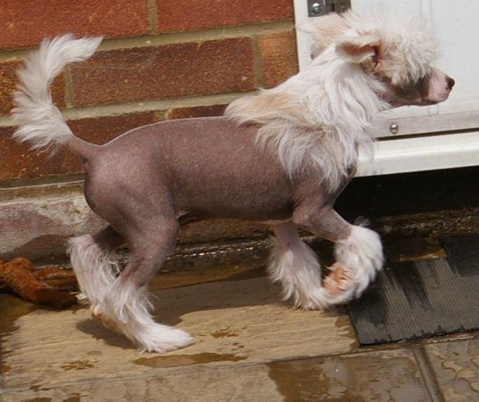 Leibwache  Bombastic