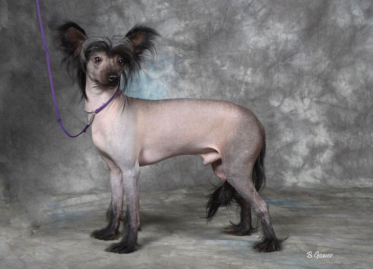 Laceylou Leroy Detroit