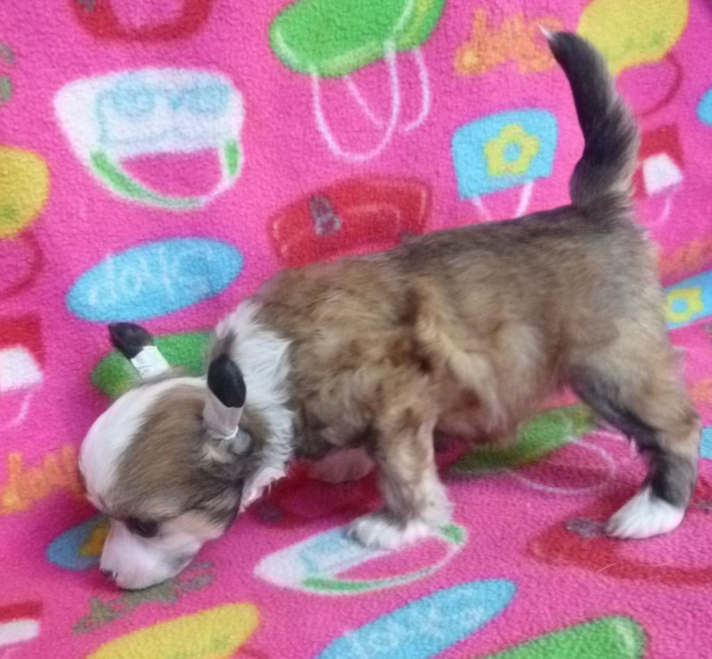 Legion of Dream Etsu