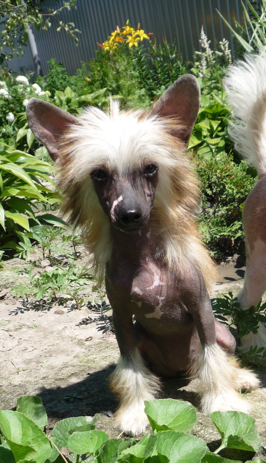 Legion of Dream Elga