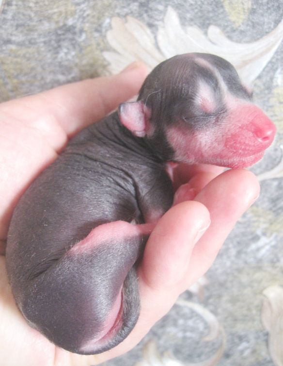 Gordey Grands Son dlya Liris