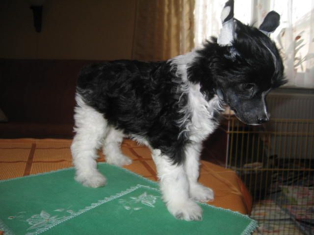 Emanuele Wera Hossa-vija