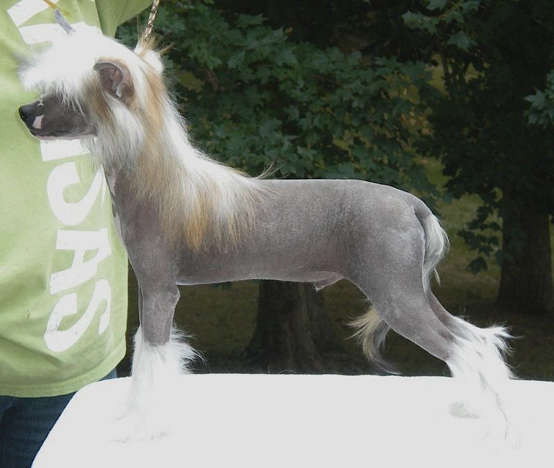 Zhen's Musical Masterpiece