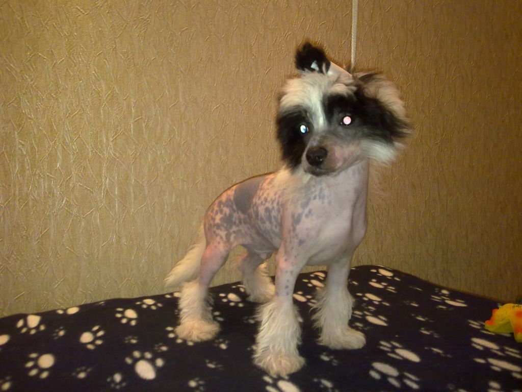 Sspoloch Show Mark Of Success