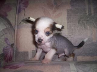 Korall Lyubimec Dam s Altaiskoi Buhti