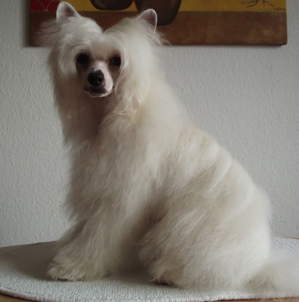 Yunao's Jakiro Jon Jari