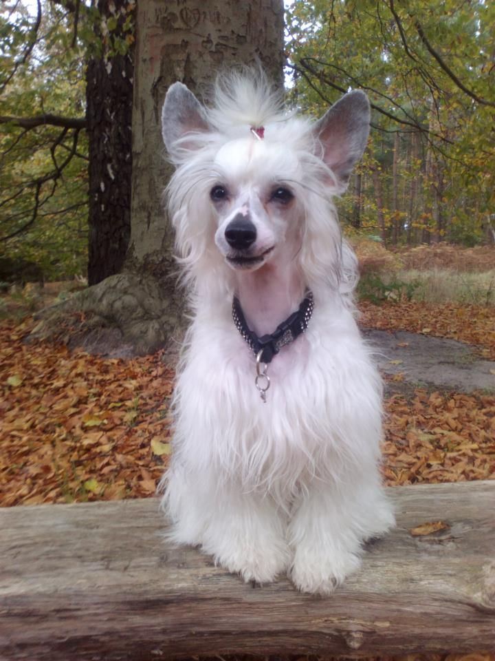 Yunao's Jankara Juvi Jolin