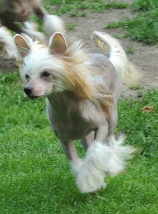 Frendor's Gucci Gwendolina