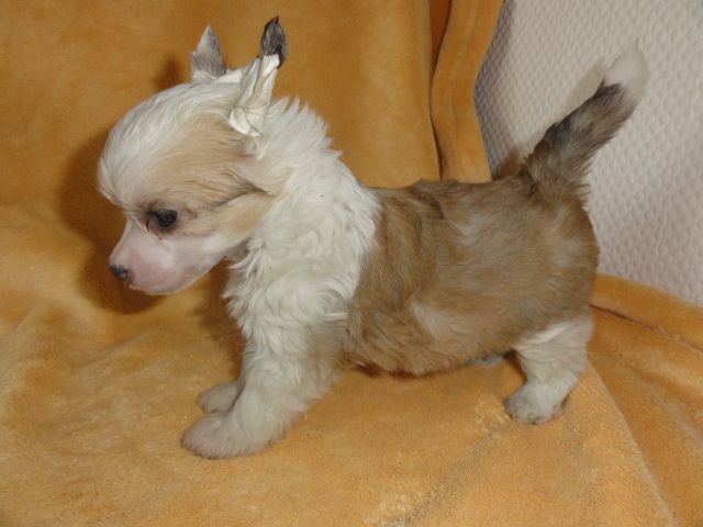 Frendor's German Martini