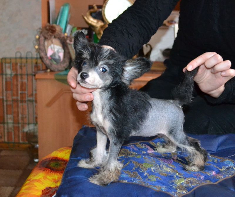 Vellar Pljus Bakkara