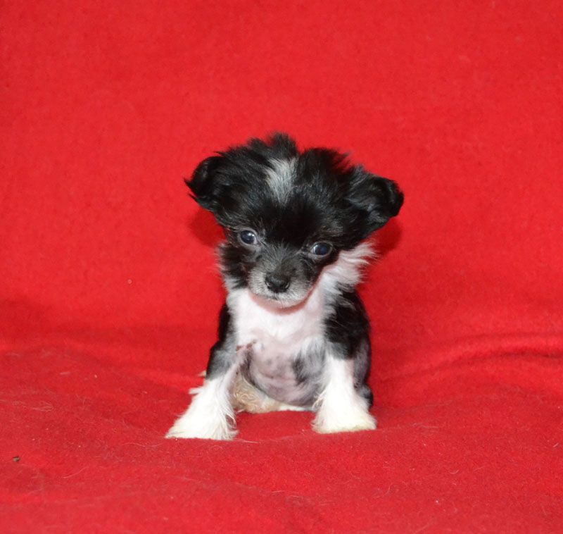 Vellar Pljus Matilda