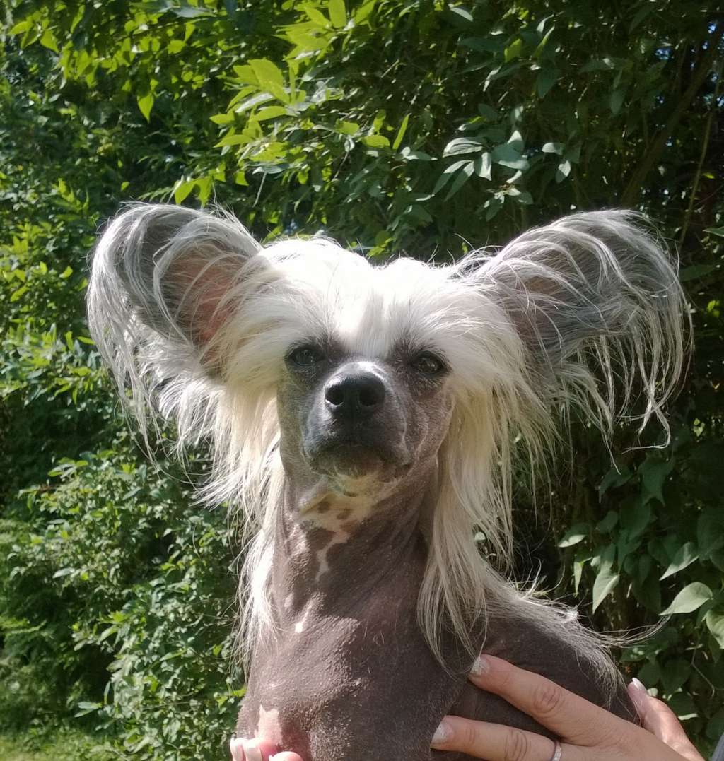 Bryelis Queen Titania