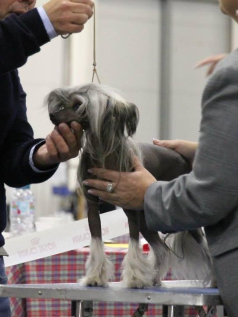 Dragonland Excalibur For Steelthorn