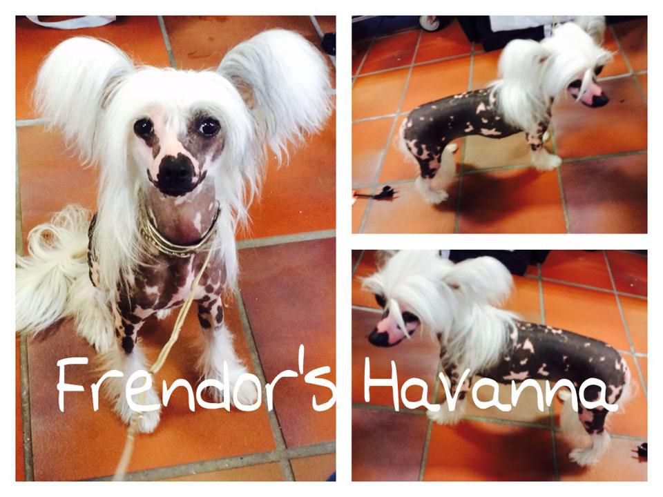 Frendor's Havanna