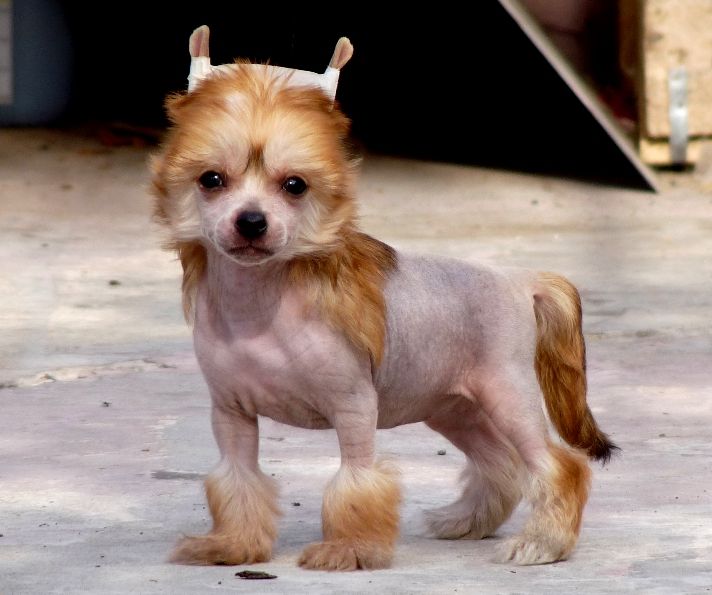 Lisbury's  Crimson Deep