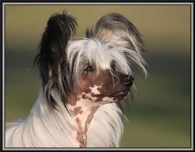 Sherabill Luvulongtime 