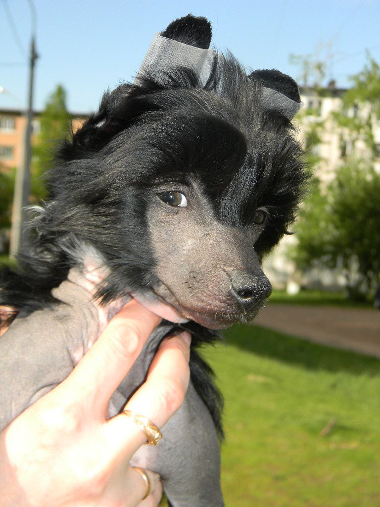 Ognenny Lotos Esenia Night Star