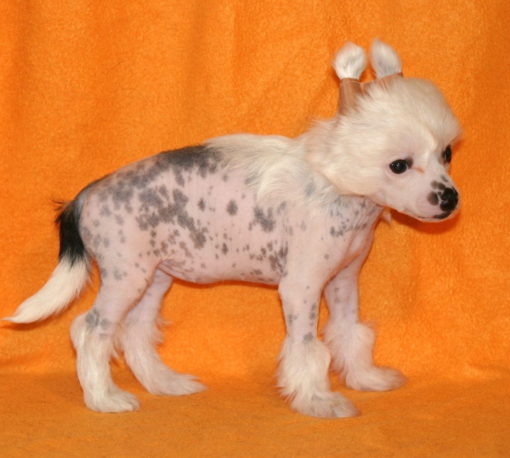 Bird of Paradise von der Sturmhöhe