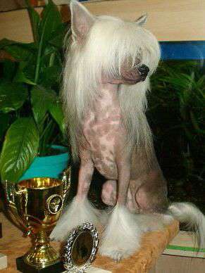 Ognenny Lotos Zhu-zhu Princessa Pampadur