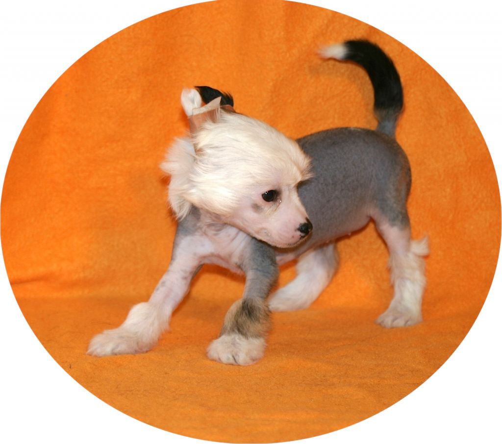 Blue Lightning von der Sturmhöhe